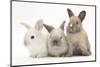 Three Baby Rabbits-Mark Taylor-Mounted Photographic Print