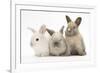 Three Baby Rabbits-Mark Taylor-Framed Photographic Print