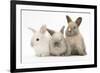 Three Baby Rabbits-Mark Taylor-Framed Photographic Print