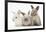 Three Baby Rabbits-Mark Taylor-Framed Photographic Print