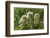 Three Baby Screech Owls-Cynthia Kidwell-Framed Photographic Print