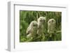 Three Baby Screech Owls-Cynthia Kidwell-Framed Photographic Print