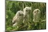 Three Baby Screech Owls-Cynthia Kidwell-Mounted Photographic Print