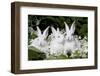 Three Baby White New Zealand (Breed) Rabbits (Bunnies) in Vegetation, Union, Illinois, USA-Lynn M^ Stone-Framed Photographic Print