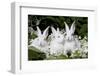 Three Baby White New Zealand (Breed) Rabbits (Bunnies) in Vegetation, Union, Illinois, USA-Lynn M^ Stone-Framed Photographic Print