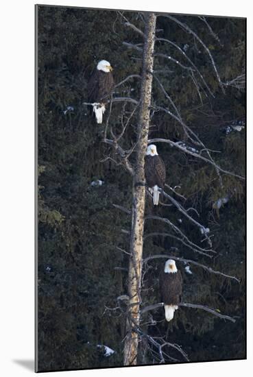 Three Bald Eagle (Haliaeetus Leucocephalus) in an Evergreen Tree-James Hager-Mounted Photographic Print