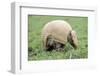 Three Banded Armadillo (Tolypeutes Tricinctus) Walking After Uncurling From Defensive Ball-Mark Payne-Gill-Framed Photographic Print