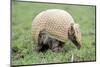 Three Banded Armadillo (Tolypeutes Tricinctus) Walking After Uncurling From Defensive Ball-Mark Payne-Gill-Mounted Photographic Print