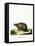 Three-Banded Armadillo-null-Framed Stretched Canvas