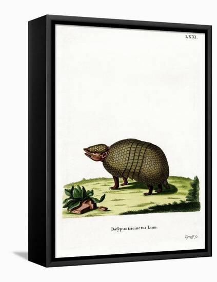 Three-Banded Armadillo-null-Framed Stretched Canvas