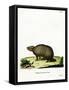 Three-Banded Armadillo-null-Framed Stretched Canvas