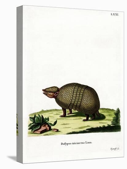Three-Banded Armadillo-null-Stretched Canvas
