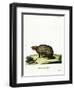 Three-Banded Armadillo-null-Framed Giclee Print