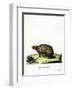 Three-Banded Armadillo-null-Framed Giclee Print