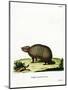 Three-Banded Armadillo-null-Mounted Giclee Print