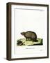 Three-Banded Armadillo-null-Framed Giclee Print