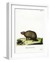 Three-Banded Armadillo-null-Framed Giclee Print