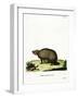 Three-Banded Armadillo-null-Framed Giclee Print