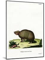 Three-Banded Armadillo-null-Mounted Giclee Print