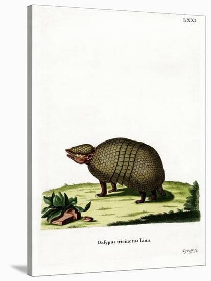 Three-Banded Armadillo-null-Stretched Canvas