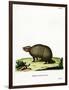 Three-Banded Armadillo-null-Framed Giclee Print