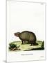 Three-Banded Armadillo-null-Mounted Giclee Print