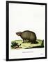 Three-Banded Armadillo-null-Framed Giclee Print