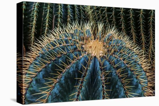 Three Barrel Cactus-Anthony Paladino-Stretched Canvas