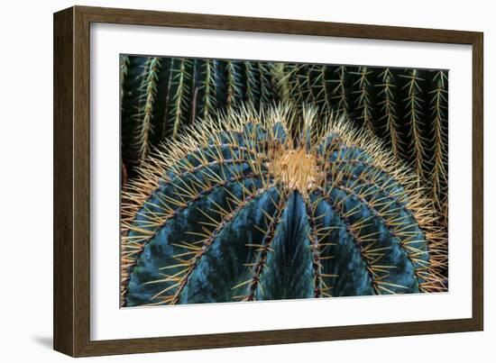 Three Barrel Cactus-Anthony Paladino-Framed Giclee Print