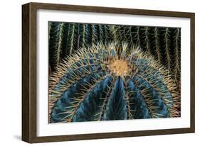 Three Barrel Cactus-Anthony Paladino-Framed Giclee Print