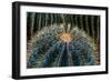 Three Barrel Cactus-Anthony Paladino-Framed Giclee Print