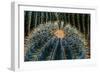 Three Barrel Cactus-Anthony Paladino-Framed Giclee Print