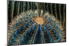 Three Barrel Cactus-Anthony Paladino-Mounted Giclee Print