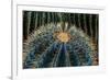 Three Barrel Cactus-Anthony Paladino-Framed Giclee Print