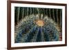 Three Barrel Cactus-Anthony Paladino-Framed Giclee Print