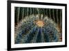 Three Barrel Cactus-Anthony Paladino-Framed Giclee Print