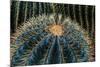 Three Barrel Cactus-Anthony Paladino-Mounted Giclee Print