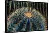 Three Barrel Cactus-Anthony Paladino-Framed Stretched Canvas