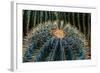 Three Barrel Cactus-Anthony Paladino-Framed Giclee Print