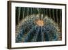 Three Barrel Cactus-Anthony Paladino-Framed Giclee Print