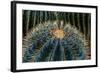 Three Barrel Cactus-Anthony Paladino-Framed Giclee Print