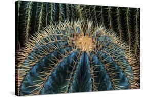 Three Barrel Cactus-Anthony Paladino-Stretched Canvas