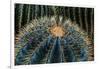 Three Barrel Cactus-Anthony Paladino-Framed Giclee Print