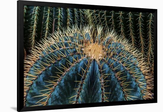 Three Barrel Cactus-Anthony Paladino-Framed Giclee Print