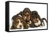 Three Basset Hounds in Studio-null-Framed Stretched Canvas