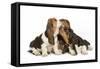 Three Basset Hounds in Studio-null-Framed Stretched Canvas