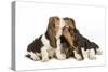 Three Basset Hounds in Studio-null-Stretched Canvas