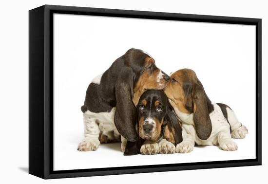 Three Basset Hounds in Studio-null-Framed Stretched Canvas