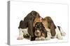Three Basset Hounds in Studio-null-Stretched Canvas