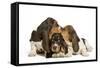 Three Basset Hounds in Studio-null-Framed Stretched Canvas